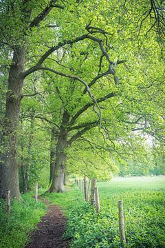 groene omgeving van picsbyronenvief