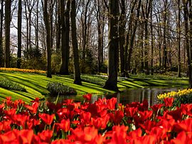 Beautiful morning walk by monique van leent