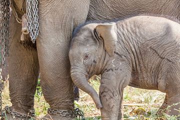 Jong olifant onder de poten van moeder olifant