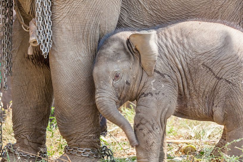 Young elephant under the paws of mother elephant by Marcel Derweduwen