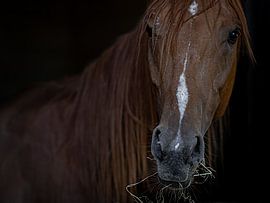 Portret van een etend paard van Irene Ruysch fotografie