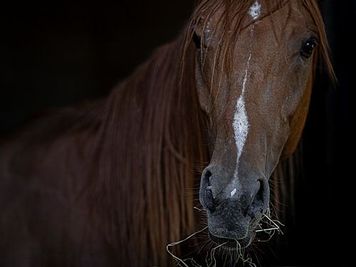 Portret van een etend paard