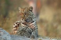 Leopard early morning by Marieke Funke thumbnail