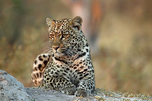 Leopard early morning