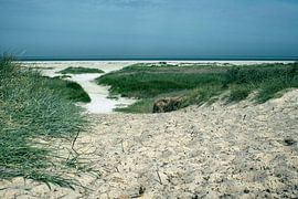 Dünen und Nordseestrand auf Schiermonnikoog – Stille am Meer von Elianne van Turennout