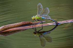 Mirror image by Bernardine de Laat