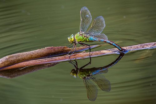 Spiegelbeeld