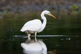 Grote zilverreiger
