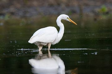 Western Great Egret