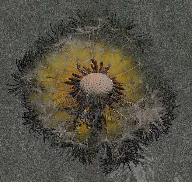 Macro opname van een paardenbloem. by Hans Jansen