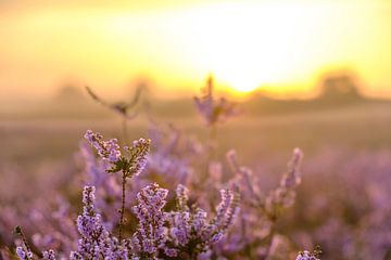 Lever de soleil dans un paysage de landes avec des bruyères en fleurs