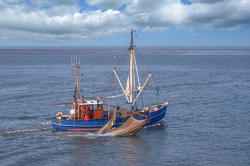 Krabknipper in het Nationaal Park Waddenzee