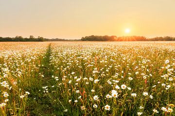 Oxeye daisy fields in golden hour