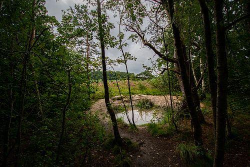 Bosrand Havelte Drenthe