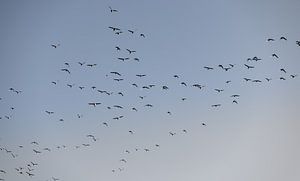 Des oiseaux survolent Walcheren 2