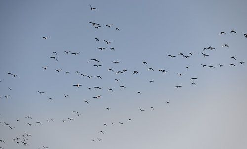 Vogels vliegen over Walcheren 2