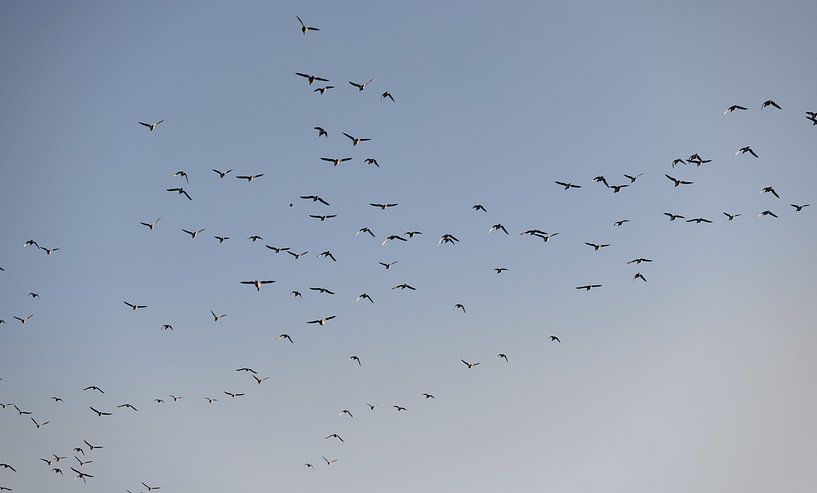 Birds fly over Walcheren 2 by Percy's fotografie