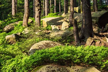 Landscape with trees and rocks in the Harz area, Germany by Rico Ködder