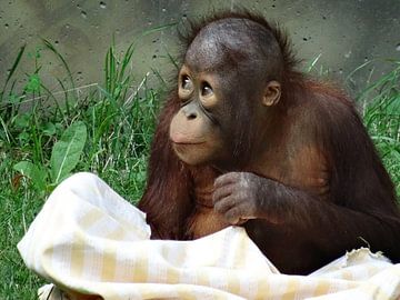 Orang Oetan Baby van Ton van Buuren