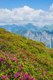 Alpine roses by Walter G. Allgöwer
