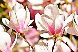 prachtige Alexandrina magnolia bloesems in het zonlicht van Werner Lehmann