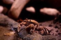 Crab in too tight a crib