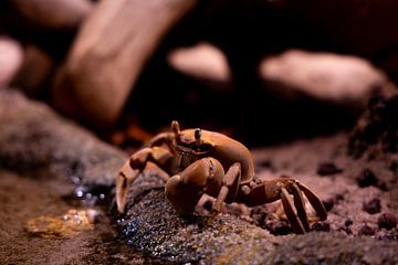 Krab in een te krappe krib van Bopper Balten