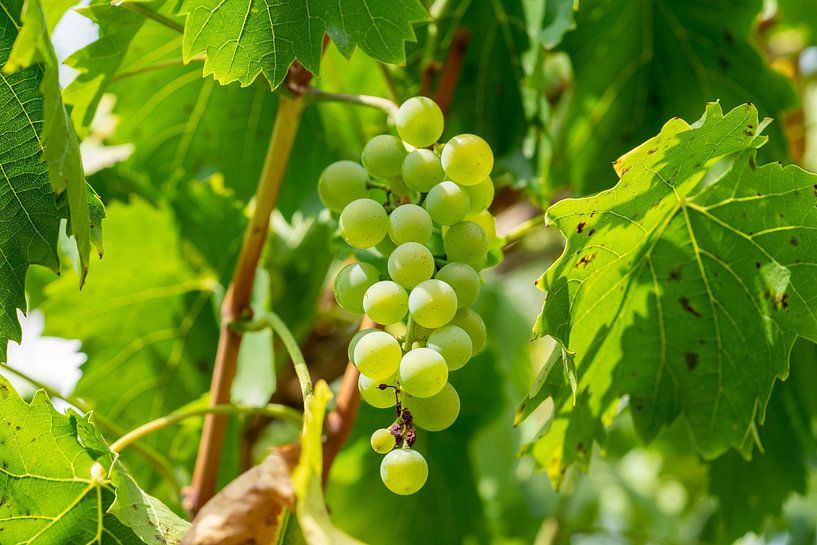 Gelber Wein vor der Ernte im Herbst von Animaflora PicsStock