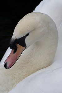 Cygne