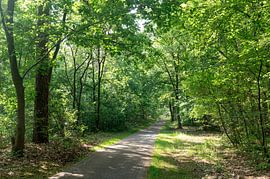Kattenvennenbos Genk von Richard Wareham