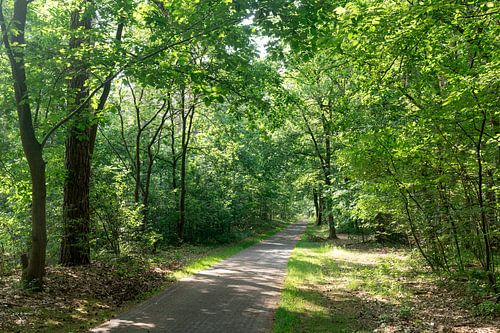 Kattenvennenbos Genk