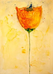 pavot jaune