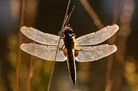 Dragonfly in the dawn