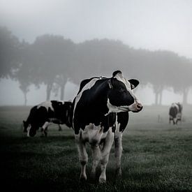 Koeien in de Friese Weide van Bram Martens
