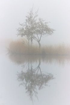 Monique Visser brave little tree