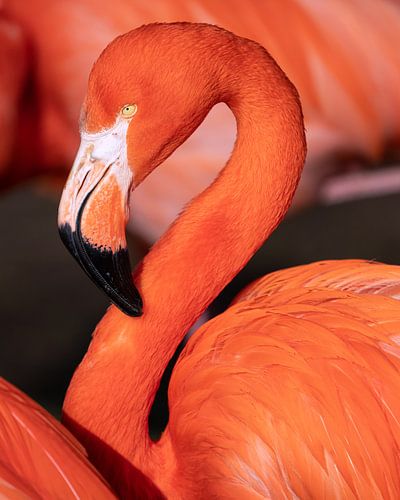 Cubaflamingo (Phoenicopterus ruber)
