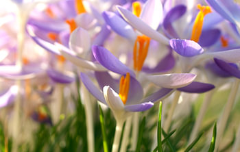 Crocuses