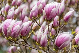 Magnolia blossom in spring by Werner Dieterich