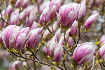 Magnolia bloesem in de lente van Werner Dieterich