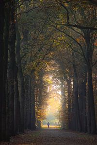 Magische herfstwandeling van Pieter Heymeijer