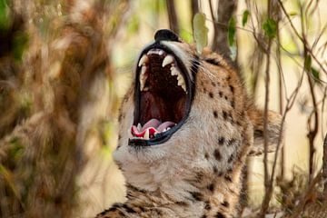 Cheetah geeuwt van Peter Michel