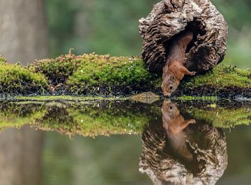 Eekhoorn met reflectie van Fronika Westenbroek