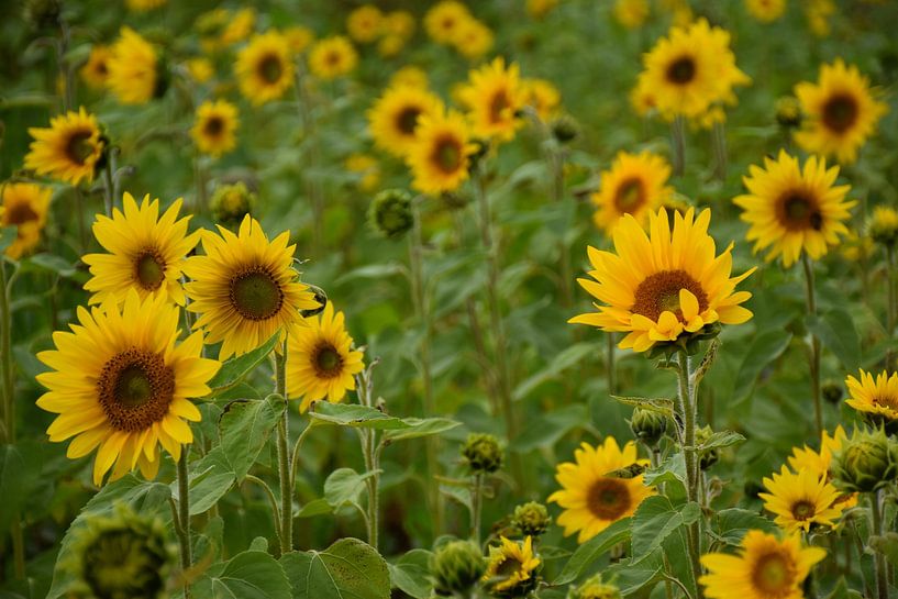 Ein Feld mit blühenden Sonnenblumen von Claude Laprise