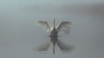 Zwaan in de mist van Lennart ter Harmsel