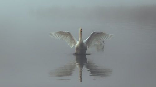 Cygne dans le brouillard