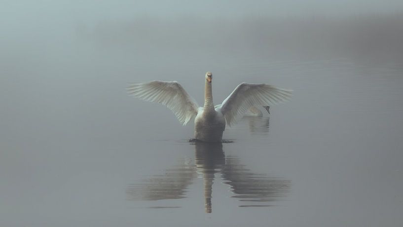 Cygne dans le brouillard par Lennart ter Harmsel