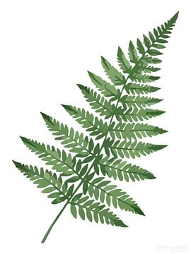 Flora van rust: varen in het wit