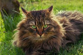 siberian cat in the garden by SusaZoom