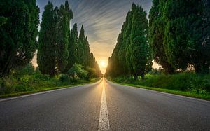 Die Sonne in der Mitte der Zypressenallee in Bolgheri