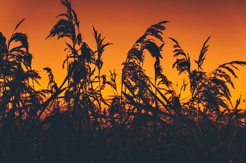 Sunset between the reeds